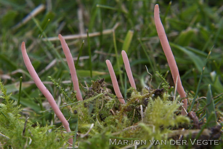 Zonnegloedknotszwam - Clavaria incarnata